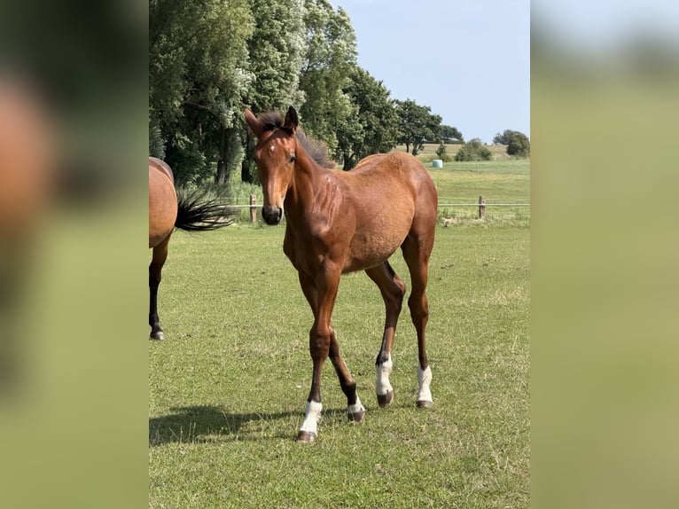 Zangersheider Croisé Étalon Poulain (04/2026) 175 cm Bai in Biendorf