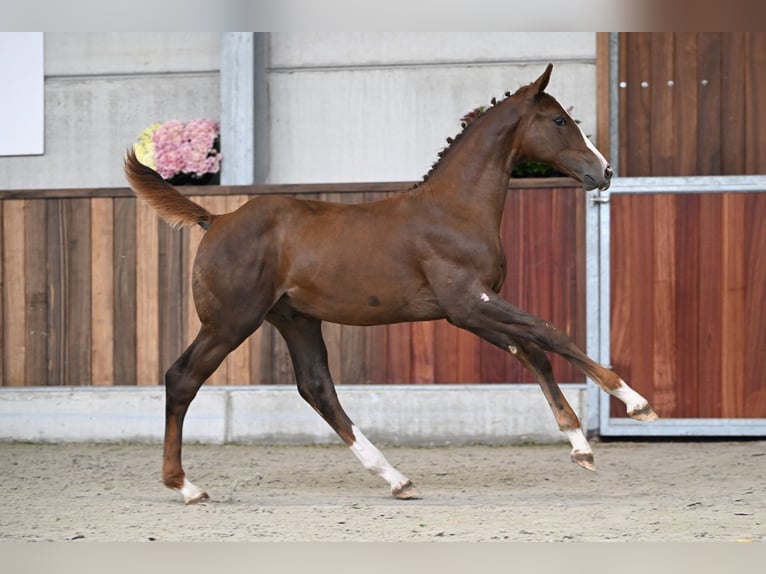 Zangersheider Étalon Poulain (04/2025) Alezan brûlé in Zelle