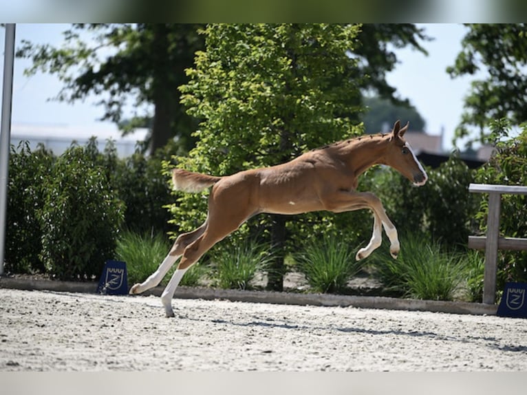 Zangersheider Étalon Poulain (05/2025) Alezan brûlé in Zottegem