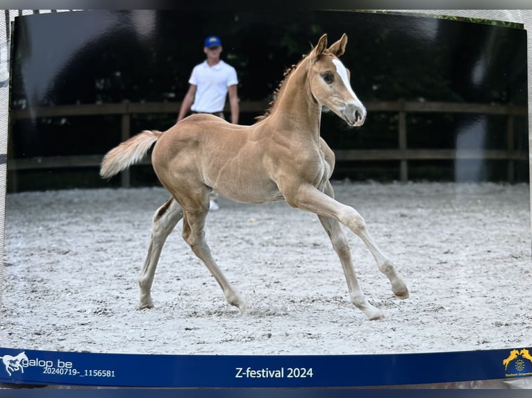 Zangersheider Étalon Poulain (06/2024) Alezan in Haacht