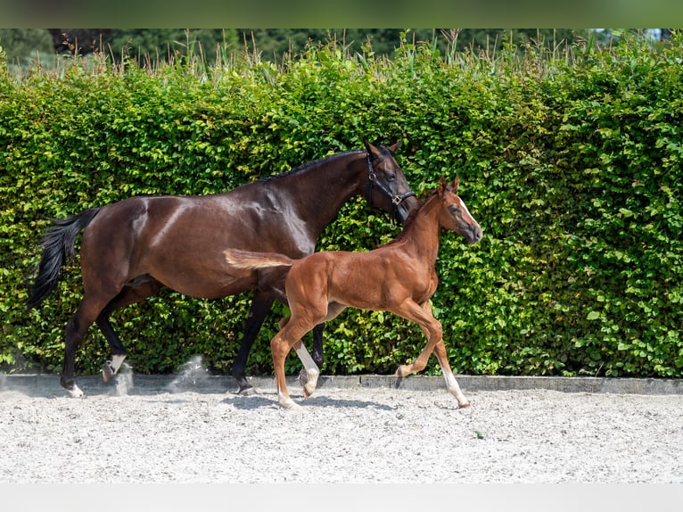 Zangersheider Étalon Poulain (06/2024) Alezan in GROTE-BROGEL