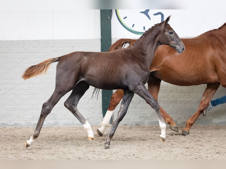 Zangersheider Étalon Poulain (05/2026) Alezan in Heerde