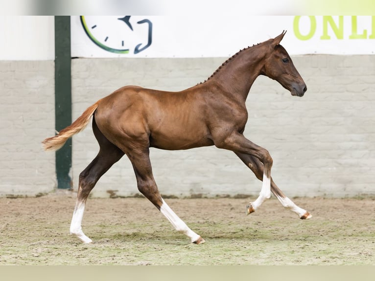 Zangersheider Étalon Poulain (05/2026) Alezan in Heerde