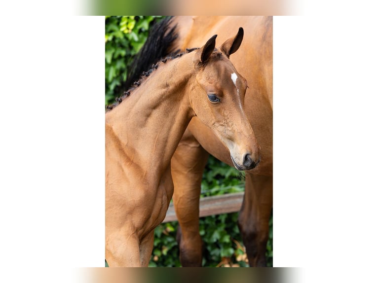 Zangersheider Étalon Poulain (05/2026) Alezan in Heerde