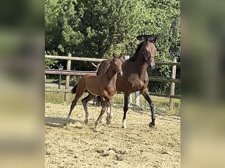Zangersheider Étalon Poulain (05/2025) Bai brun in Kevelaer