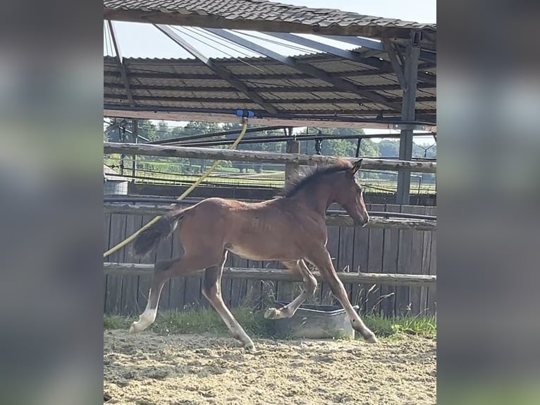 Zangersheider Étalon Poulain (05/2025) Bai brun in Kevelaer
