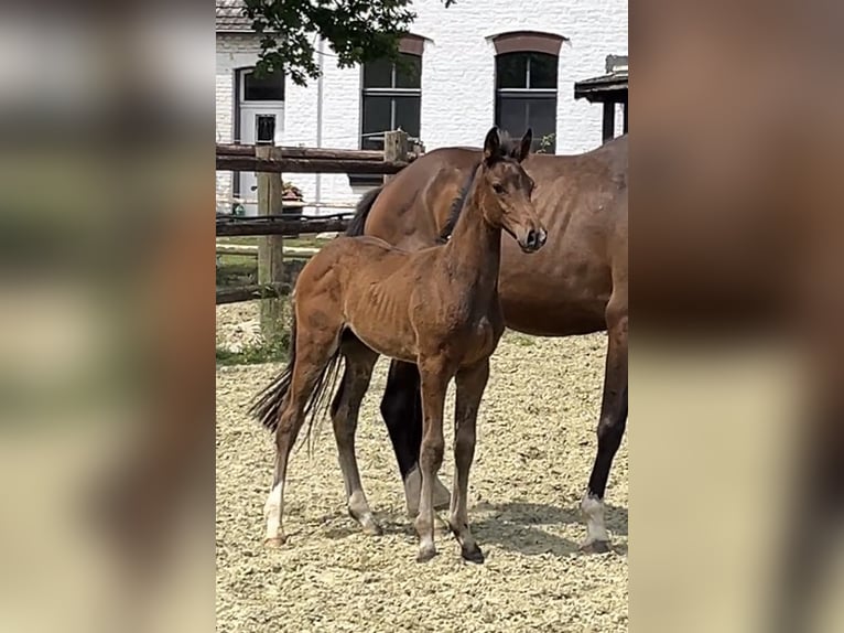 Zangersheider Étalon Poulain (05/2025) Bai brun in Kevelaer