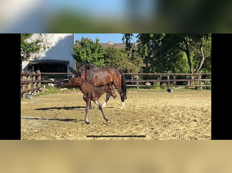 Zangersheider Étalon Poulain (05/2025) Bai brun in Kevelaer