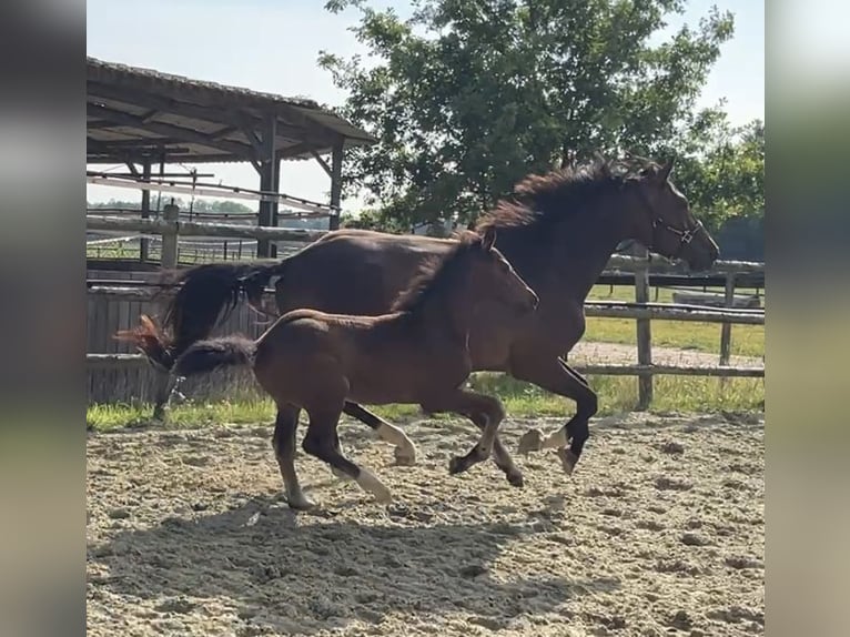 Zangersheider Étalon Poulain (05/2025) Bai brun in Kevelaer