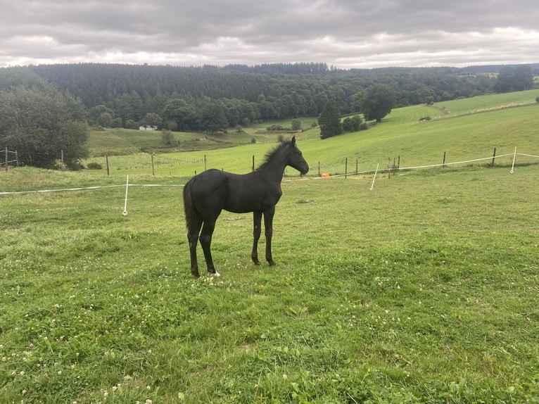 Zangersheider Étalon Poulain (05/2024) Bai brun in Hepscheid