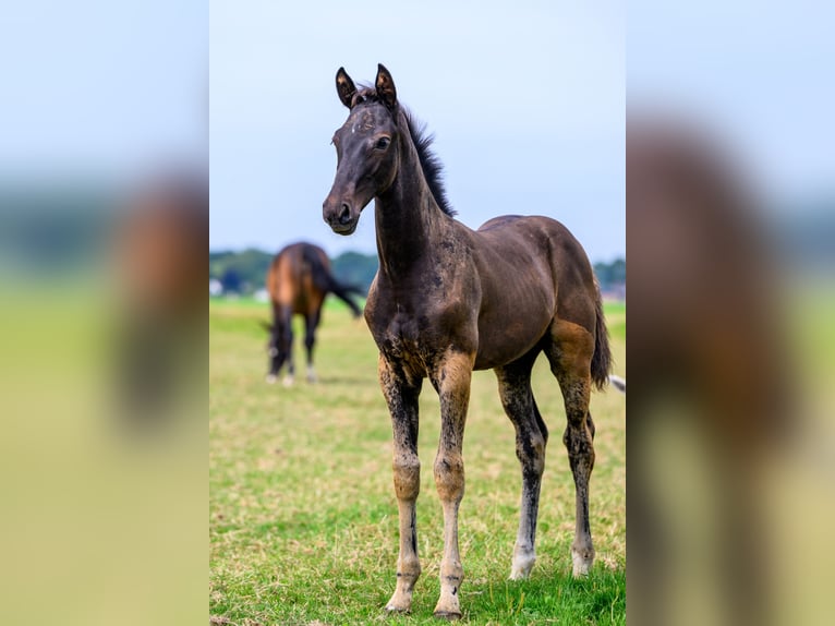Zangersheider Étalon Poulain (04/2025) Bai brun foncé in Kedichem