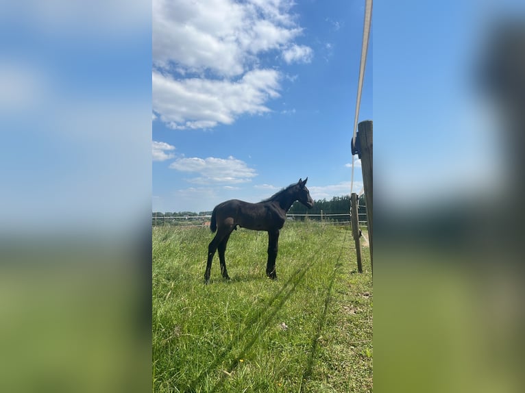 Zangersheider Étalon  Bai brun foncé in Pepingen