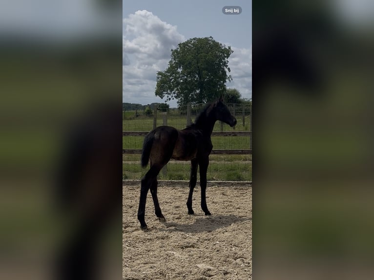 Zangersheider Étalon  Bai brun foncé in Pepingen