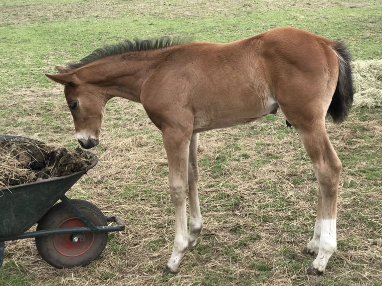 Zangersheider Étalon  Bai in Maldegem