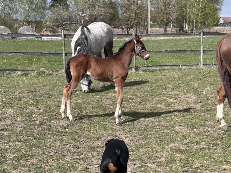 Zangersheider Étalon Poulain (03/2026) Bai cerise in Punia