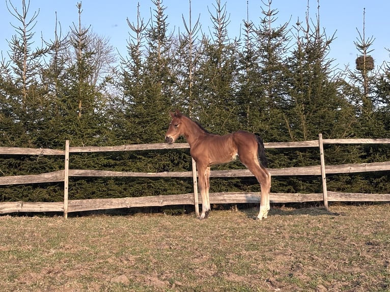 Zangersheider Étalon Poulain (03/2026) Bai cerise in Punia