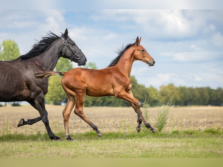 Zangersheider Étalon Poulain (04/2024) Bai cerise in Wudzyn