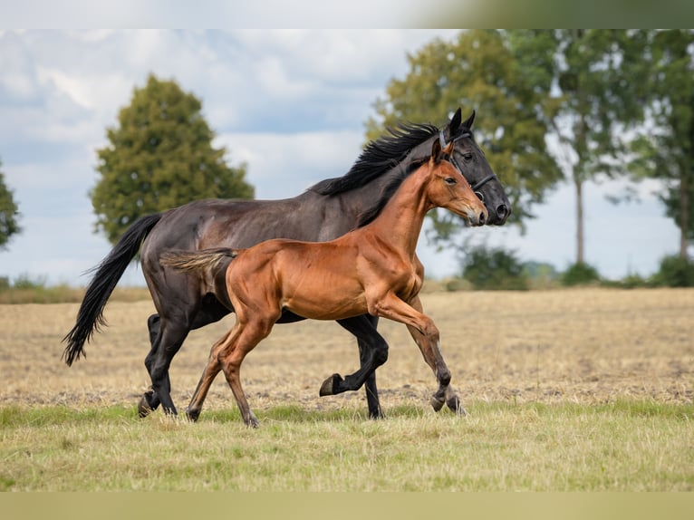 Zangersheider Étalon Poulain (04/2024) Bai cerise in Wudzyn