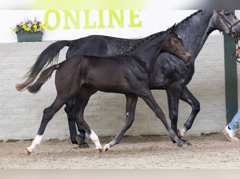 Zangersheider Étalon Poulain (03/2026) Bai cerise in Heerde