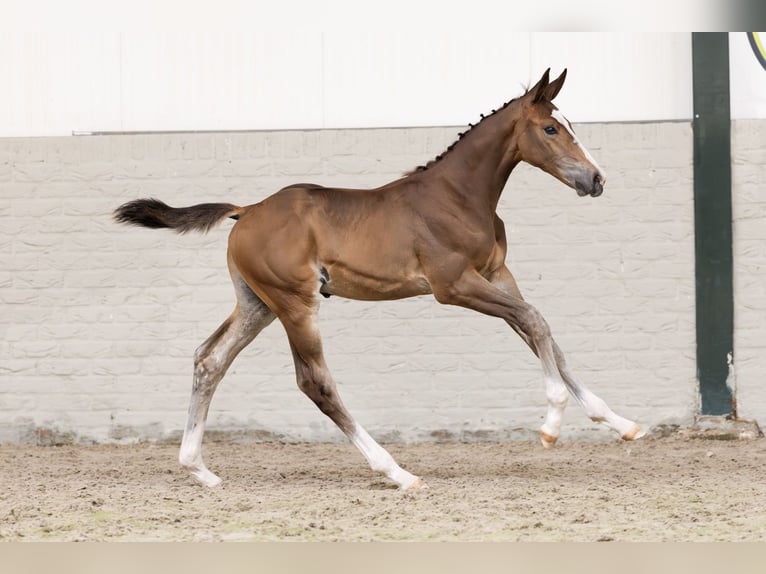 Zangersheider Étalon  Bai cerise in Heerde