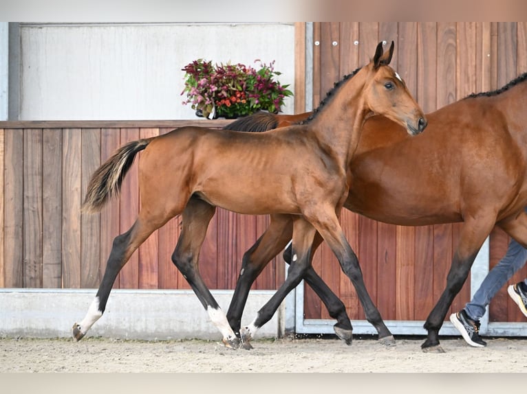 Zangersheider Étalon Poulain (05/2025) Bai cerise in Zelle
