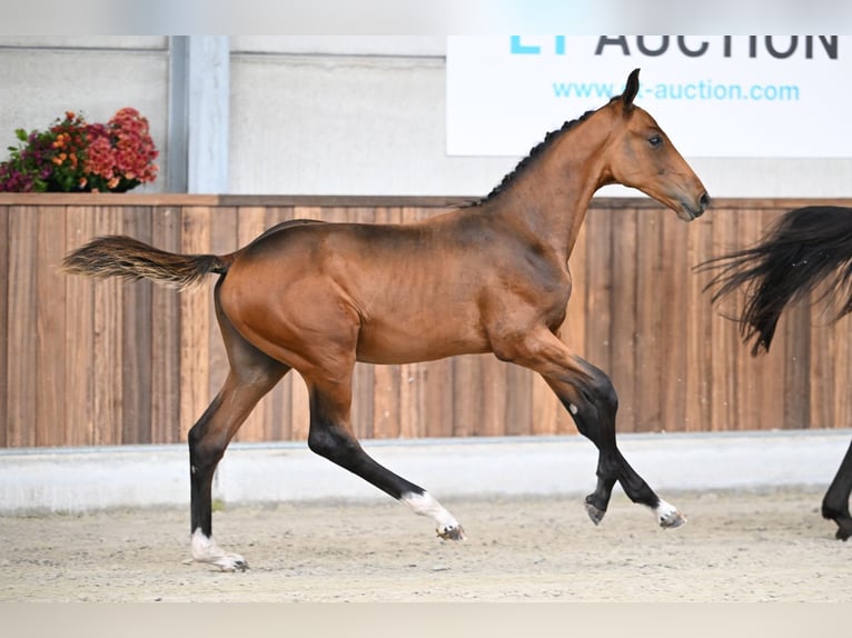 Zangersheider Étalon Poulain (05/2025) Bai cerise in Zelle