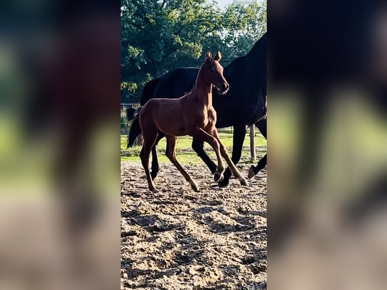 Zangersheider Étalon Poulain (07/2024) Bai in Albergen