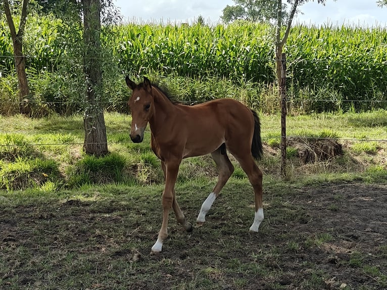 Zangersheider Étalon Poulain (06/2025) Bai in Assenede