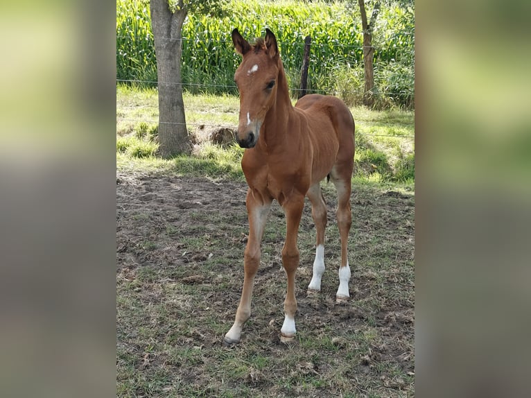 Zangersheider Étalon Poulain (06/2025) Bai in Assenede