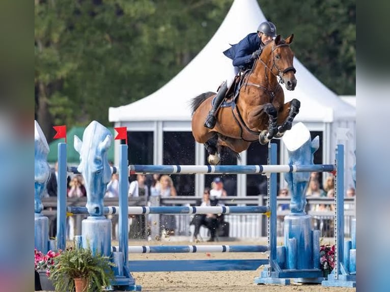 Zangersheider Étalon Poulain (04/2025) Bai in Beselare