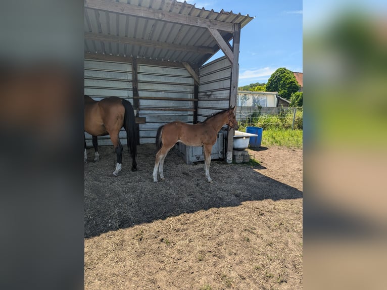 Zangersheider Étalon Poulain (04/2026) Bai in Ertvelde