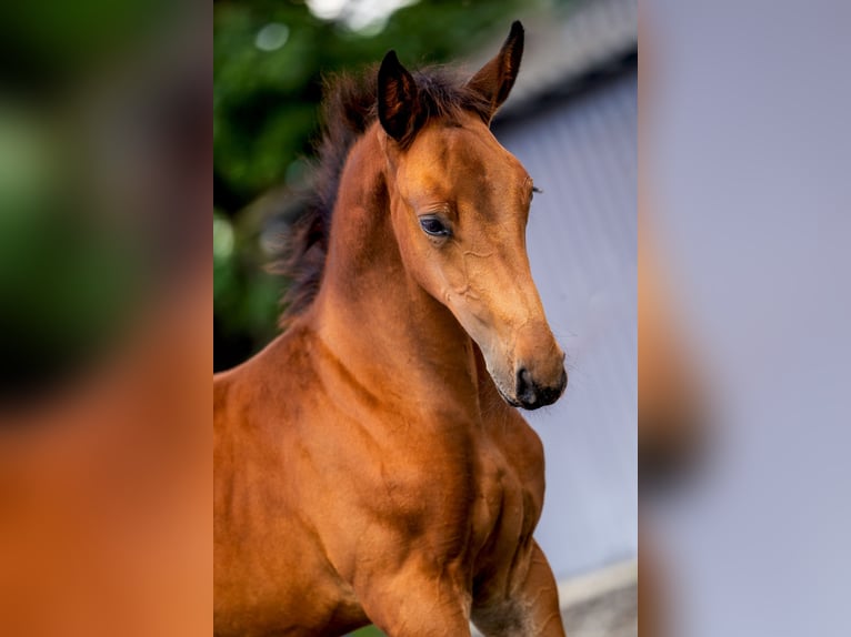 Zangersheider Étalon Poulain (05/2025) Bai in Etten-Leur
