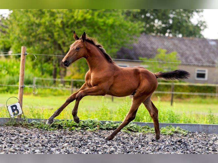 Zangersheider Étalon Poulain (05/2025) Bai in Etten-Leur