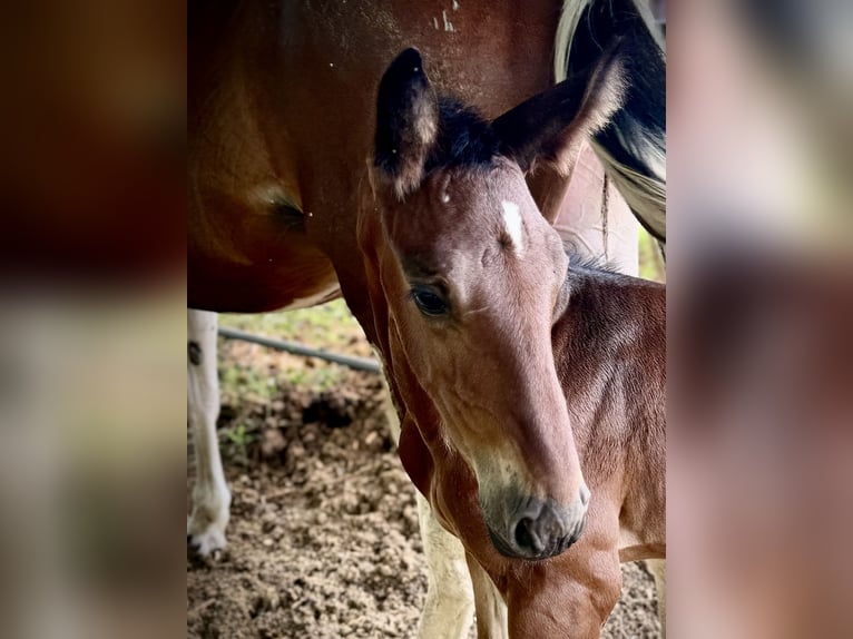 Zangersheider Étalon Poulain (07/2024) Bai in GROTE-BROGEL