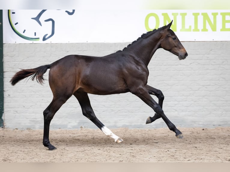 Zangersheider Étalon Poulain (04/2026) Bai in Heerde