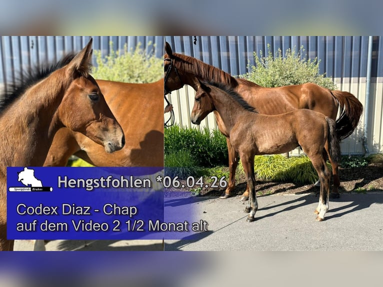 Zangersheider Étalon Poulain (04/2026) Bai in Gadow