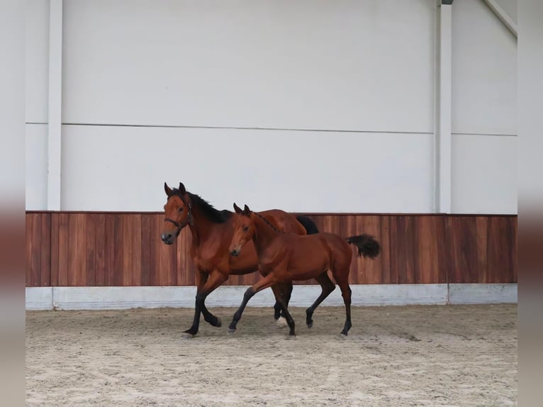 Zangersheider Étalon Poulain (05/2026) Bai in Kaulille