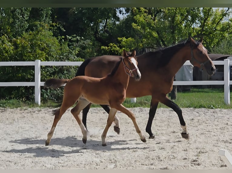 Zangersheider Étalon Poulain (06/2026) Bai in Ortenberg