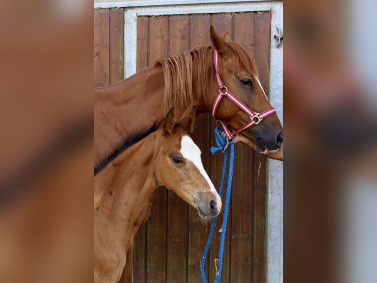 Zangersheider Étalon Poulain (06/2025) Bai in Spahnharrenst&#xE4;tte