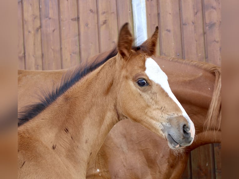Zangersheider Étalon Poulain (06/2025) Bai in Spahnharrenst&#xE4;tte