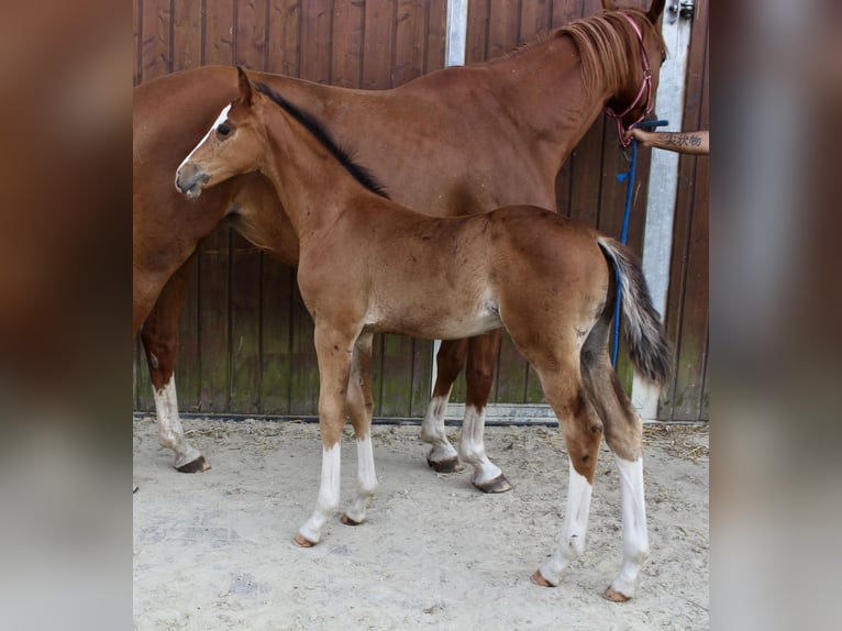 Zangersheider Étalon Poulain (06/2025) Bai in Spahnharrenst&#xE4;tte