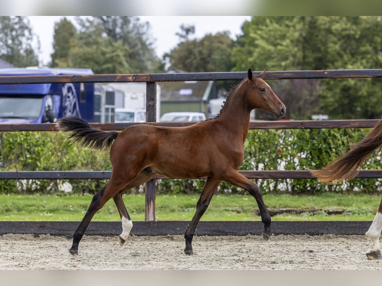 Zangersheider Étalon Poulain (04/2025) Bai in Waddinxveen