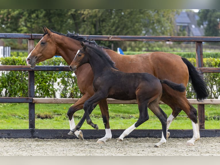 Zangersheider Étalon Poulain (07/2025) Bai in Waddinxveen