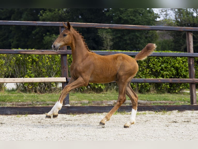 Zangersheider Étalon Poulain (04/2025) Bai in Waddinxveen