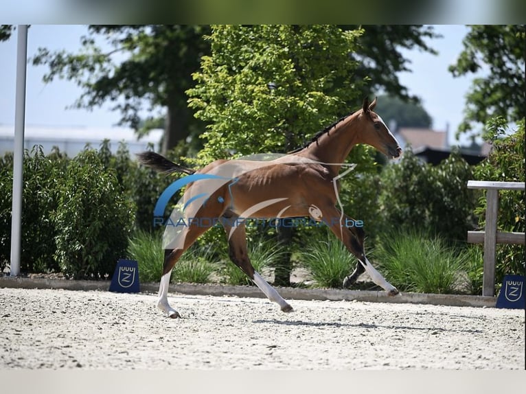 Zangersheider Étalon Poulain (05/2025) Bai in Zottegem