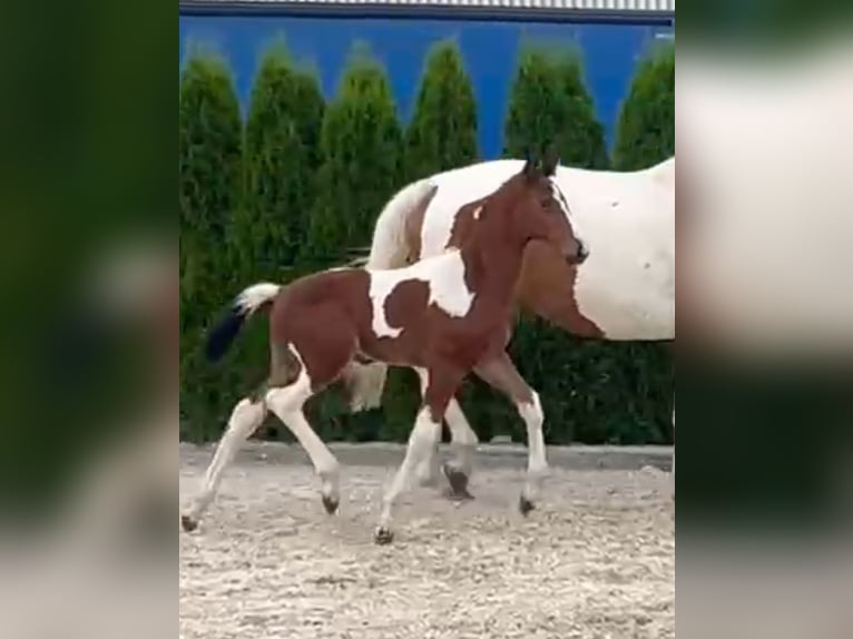 Zangersheider Étalon Poulain (05/2024) in GROTE-BROGEL