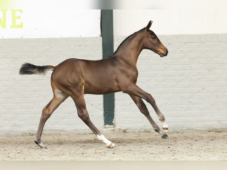 Zangersheider Étalon Poulain (05/2025) in Heerde