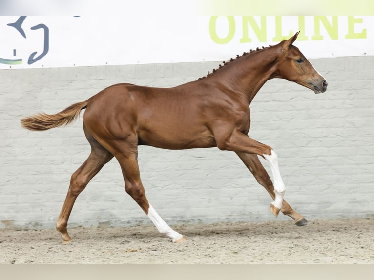Zangersheider Étalon Poulain (03/2025) in Heerde