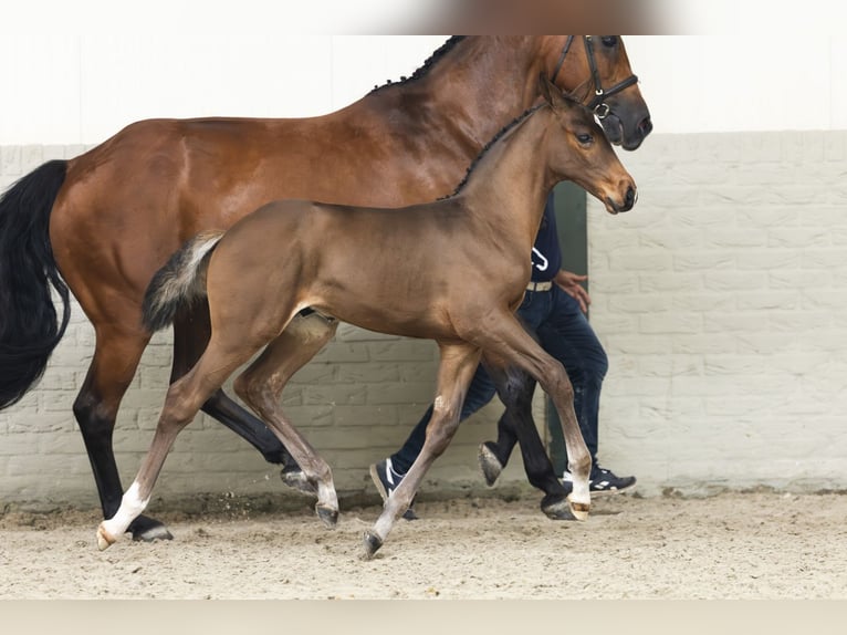 Zangersheider Étalon Poulain (05/2025) in Heerde