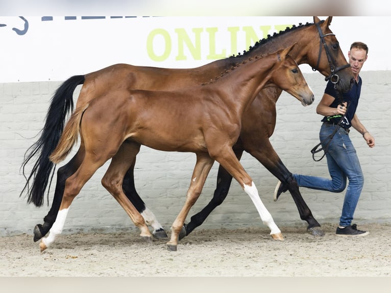 Zangersheider Étalon Poulain (03/2025) in Heerde